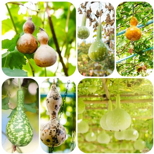 semillas de calabaza de botella - silvestres interior resistentes 350pcs