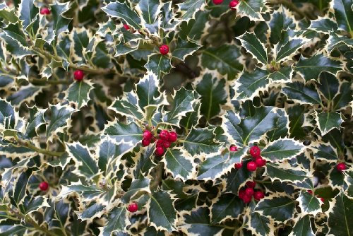 1 PIANTA DI ILEX AGRIFOGLIO AQUIFOLIUM ARGENTEA MARGINATA VASO 24CM sempreverde