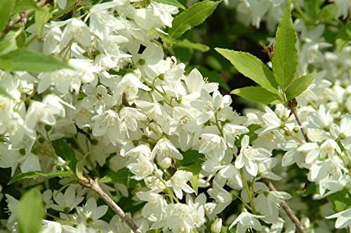 Philadelphus 'Manteau d'Hermine' 60–80 cm – Winterhart, Mehrjährig, Pflegeleicht – Duftjasmin – Heckenpflanze für Garten & Sichtschutz
