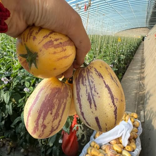semillas de pepino, melón y pera, pepino melón resistentes para el jardín comprar columnar melón jardín rocas 200pcs