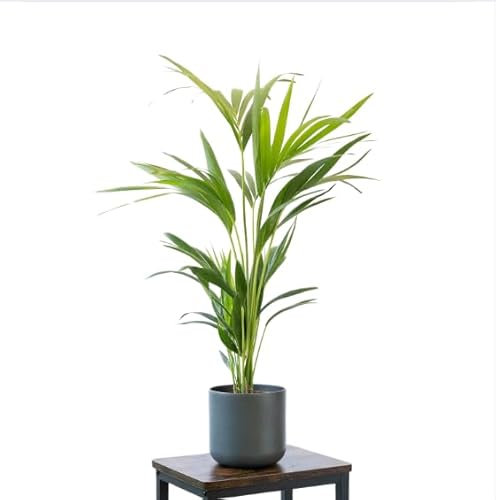 Palmera Areca Planta Natural de Interior en Maceta Ø12 Altura 30 cm para Decoración de Hogar o Regalo
