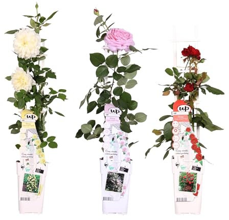 Rosier rouge, rose, blanc - lot de 3 - ↨65cm - Ø15 - plante d'extérieur fleurie