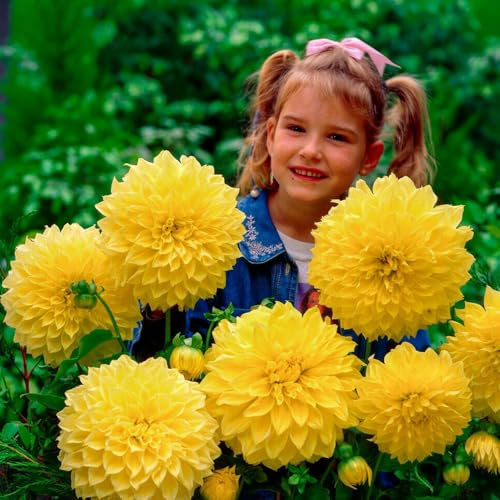 Dahlien Dinnerplate Gelb Knollen, 5 Dahlienzwiebelsorten Mix aus Holland, echte große Dahlienpflanzen für Garten und Töpfe (keine Samen, nicht künstlich)