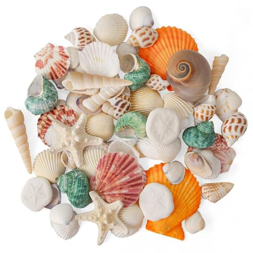 Wirow 12 Kinds Mixed Seashell & Starfish Various Sizes for Crafting | Nature Mixed Beach Seashells and Starfish for DIY Crafts, Beach Themed Decor, Vase Fillers, Fish Tank