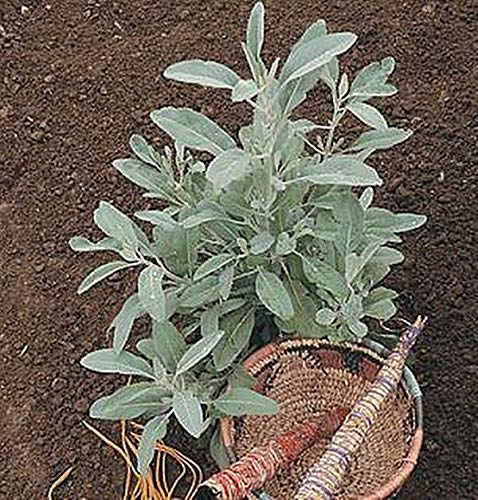 White Sage 25 Seeds Hard to Find
