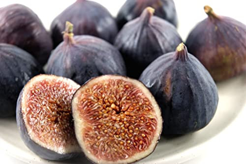 Fig Trees 'Brown Turkey' in Pots Self-Fertile Ficus carica Common Fig Patio Fruit Tree Hardy Shrub Easy to Grow Your Own Outdoor Garden Fruit Trees 1x 4.5-Litre Potted Plant by Suttons