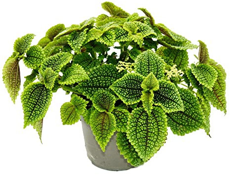 Exotenherz Plante canonnier Pilea involucrata Moon Valley - Plante cratère lunaire - Pot de 12 cm