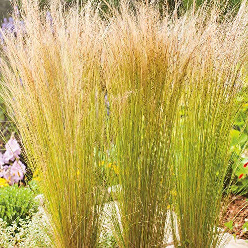 3 x Federgras 'Windspiel' - Stipa tenuissima - im 0,5 Liter Topf