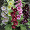 25 Seed of Giant Single Mix Alcea Rosea Hollyhock