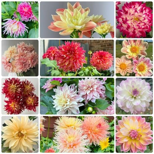 300 Pcs Dahlien Samen Winterhart - Blütenmix, Stauden Winterhart Mehrjährig, Deko Blumen,Dahlia Pinnata, Pflanzen Garten, Winterharte Pflanzen Für Garten Wildflower, Gartendeko