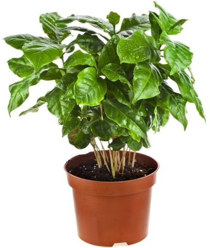 Planta del Café Natural Planta Tropical de Interior y Exterior