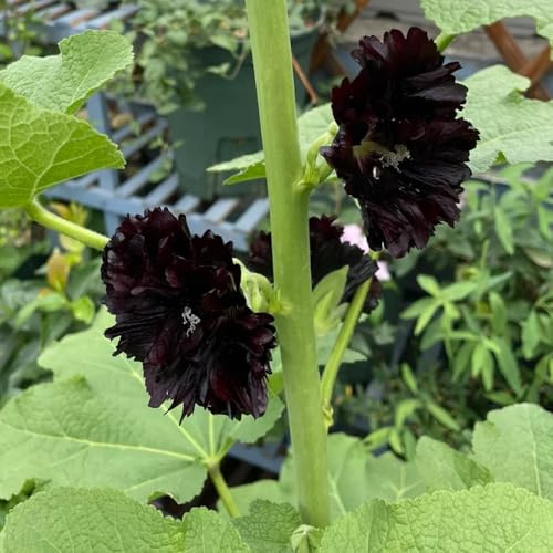 Semillas de malva real - de mariposas verano en en bancales elevados mariposa Decoraciones jardín exteriores primavera orgánico 150pcs