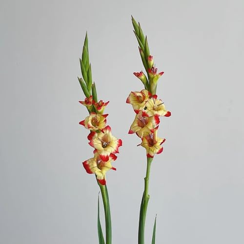 30bulbos de gladiolos Decoraciones de jardín exteriores de interior