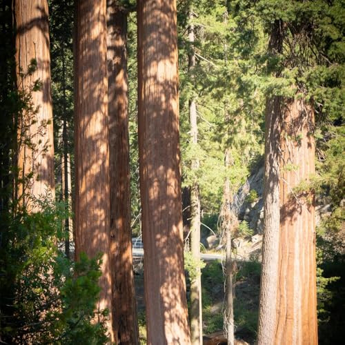 semi di sequoia - giardino resistente, appartamento che purificano l'aria, ufficio, balcone 150pcs