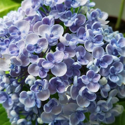 semi resistenti di ortensia, giardino selvatici, vecchie varietà, rampicanti, 450pcs