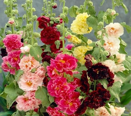 100 pièces de graines de fleurs de rose trémière