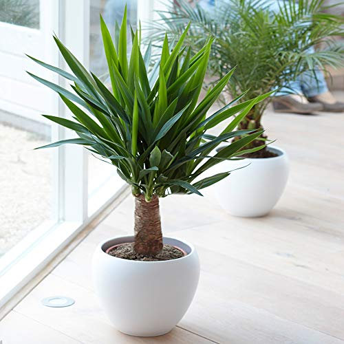 Yucca Elephantipes Pflanze - Leben Prämie Immergrün Innenbereich Zimmerpflanze in 12cm Topf
