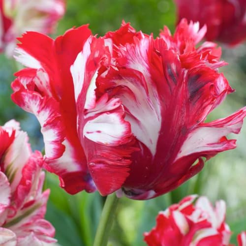Plant in a Box - Tulpanlökar 'Estella Rijnveld' - Kvantitet: 21 - Tulipa - Tulpan - röd, vit - Blomlökar - Holländska lökar