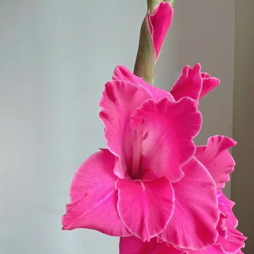 8 pcs gladiolen zwiebeln winterhart, Gladiolen Knollen, winterharte kübelpflanzen, frühjahrsblüher gladiolus zwiebeln (Gladiolus gandavensis) exotische pflanzen kübelpflanzen outdoor