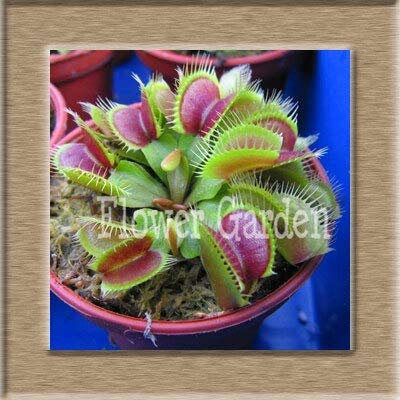 100pcs Seeds of Insectivore Plants in Dionaea Vase Muscipula Giant Giant Venus Flytrap Seeds, Jpigxy: Only Seeds