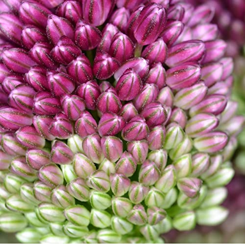 12 unità Allium Sphaerocephalon - Aglio Ornamentale Vaso 9x9cm ±1 m² - Fiori Viola a Forma di Globo, Ideale per Giardini Fioriti
