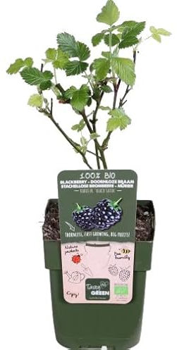 Planta de Zarzamora Árbol Funcional y Decorativo Para tu Patio o Jardín