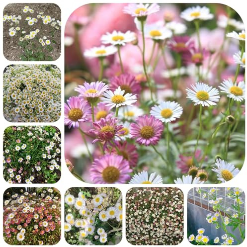 Semillas de margarita española - Cobertura vegetal resistente del jardín de rocas invernaderos balcón resistentes pleno sol 550pcs
