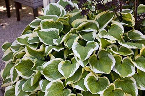 Hosta sieboldiana ‘Wide Brim’ 11x11 cm Topf – Winterhart, Mehrjährig, Pflegeleicht – Funkie – Staude für Beet & Schattenbereiche
