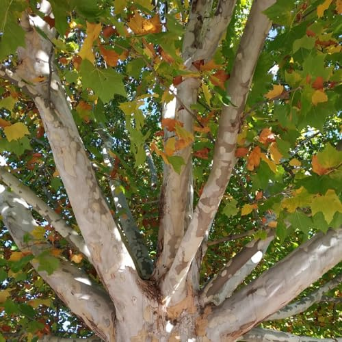 de plátano de jardín perennes resistentes Platanus acerifolia hoja perenne resistentes jardín comprars interior semillas exóticos 300semillas