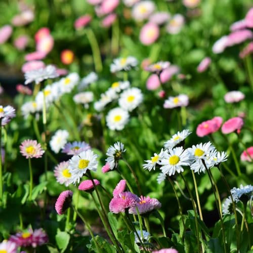 Margeritensamen - flower seeds Margeritensamen kräutersamen - Seltene Pflanzen - blumenwiese samen mehrjährig winterhart hochbeete für garten gänseblümchen samen für rasen pflanztopf 500pcs