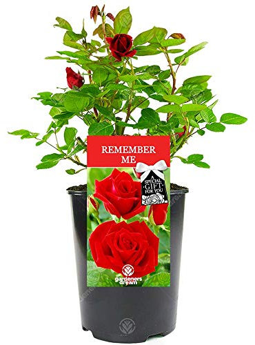 GardenersDream Remember Me Rose Plant in Pot - Beautiful Potted Live Flowering Shurb - Remembrance Gifts for Plant Lovers with Personalised Message - Easy to Care for Red Rose Plants (incl. 17 cm Pot)
