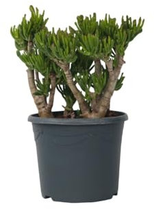 Plant in a Box - Crassula ovata 'Hobbit' XL - Plante d'intérieur - Succulente - ⌀ 30 cm - Hauteur 55-60 cm