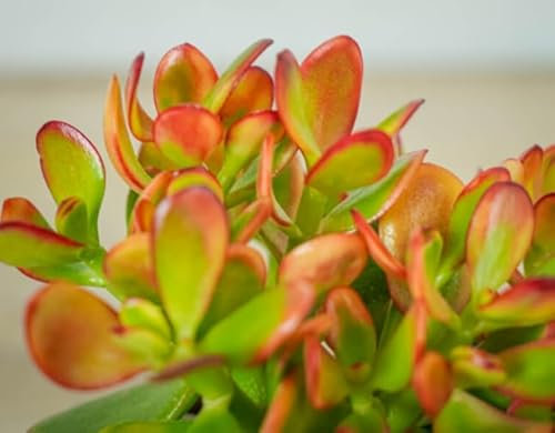 Crassula ovata Sunset (Green/red) Sunset Jade Plant Plant in 10 cm Pot