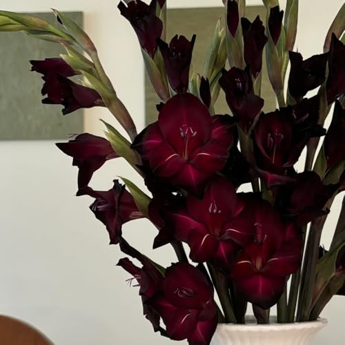 16bulbos de gladiolos de otoño resistentes con Decoraciones de jardín