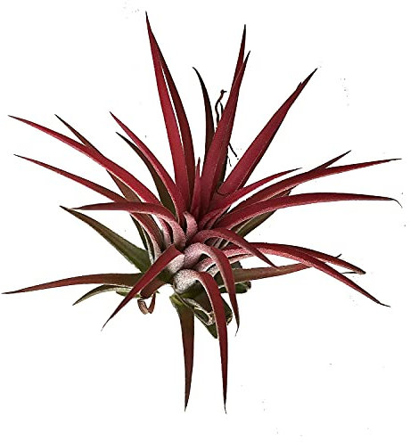 DECOALIVE Clavel del Aire de Color Rojo, 8436601570772