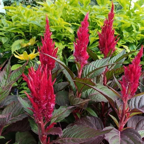 semillas celosia de verano decoración silvestres balcón trepadora Cobertura resistente jardín interior jardín 100pcs
