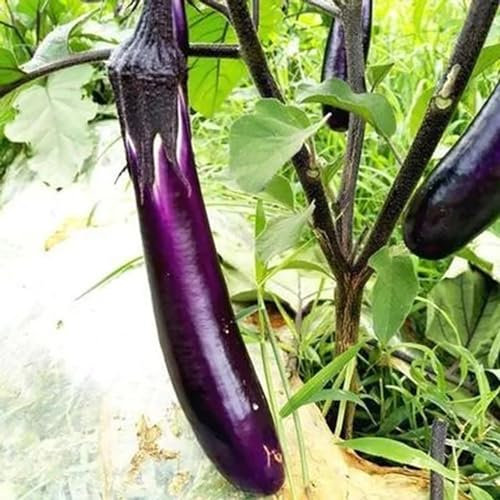 200 Stück/Beutel Lila Auberginensamen, gentechnikfrei, fettarm, lange Auberginen, gerade, lange lila Auberginensamen für den Garten, Gartensamen, jetzt zum Pflanzen Auberginensamen