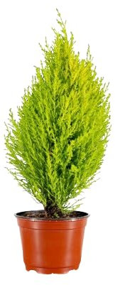 Ciprés Amarillo Natural - Golden Crest - Arbusto Ornamental para Jardines