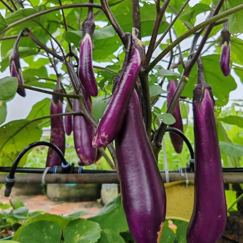 semi di melanzana - appartamento esotiche, resistenti per balconi, per il giardino biologici, 550pcs