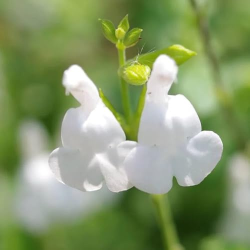 salvia - Salvia greggii - semillas orgánicas de silvestres de primavera cocina, balcón balcón lugares soleados, medicinales, 100semillas