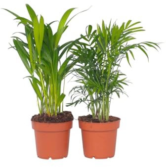 Plant in a Box - Mini Palmiers d'intérieur - Set de 2 - Chamadorea Elegance - Areca Lutescens - Plante d'interieur - Pot 12cm - Hauteur 25-40cm