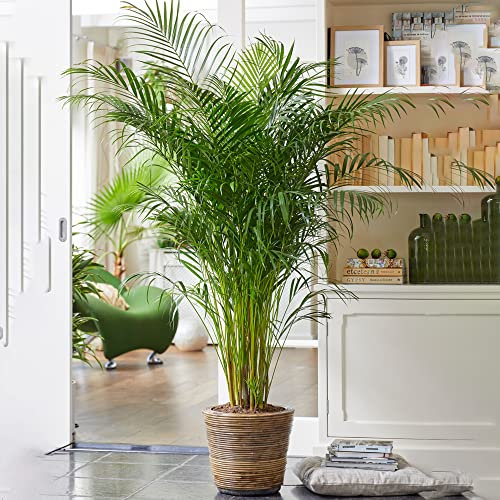 Areca Palm Large Indoor House Plant Real Tropical Exotic Evergreen Tall Plants (90-100cm incl. Pot)