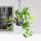 1 Heartleaf philodendron scandens Basket Plant in 15cm Hanging Basket Evergreen