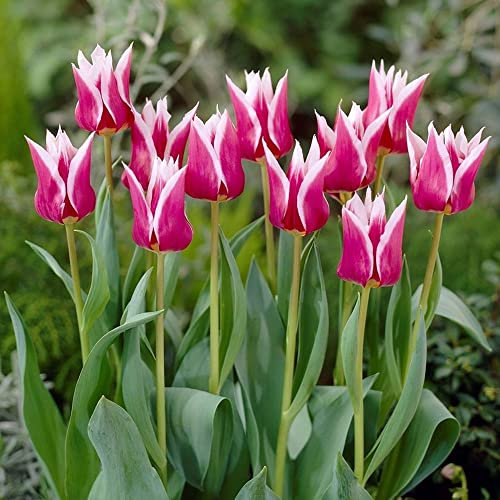 5 x Tulipa Lily-Flowered Purple-White – Spring Flowering Tulip Bulbs – Perennial – Pretty Purple White Shaded Blooms – for Your Beautiful Garden