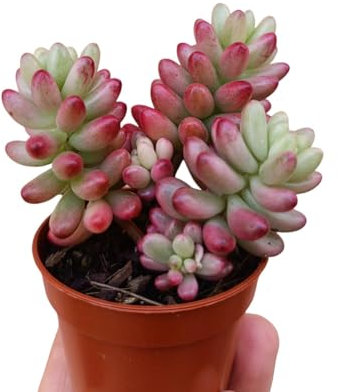 Sedum rubrotinctum Aurora succulenta da esterno pianta grassa rosa