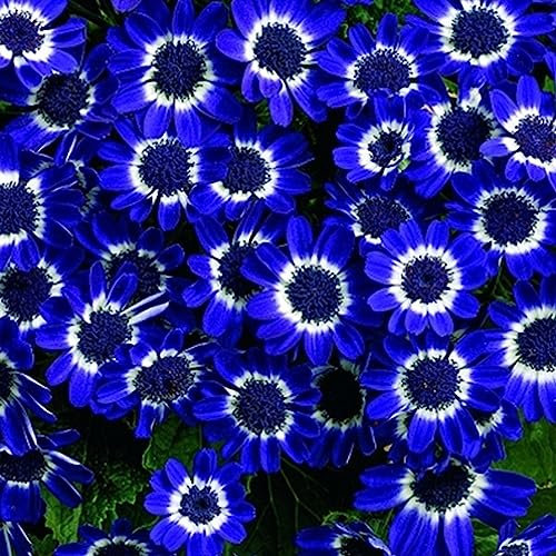 Luojuny Chrysanthemensamen, 300 Stück/Beutel, Chrysanthemensamen, fantastische vollsonnenblaue Bonsai-Gartenblumensamen für Zuhause Gänseblümchen-Samen