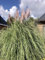 6 x Cortaderia selloana 'Rosea' - P9 - Pampasgras im 9 x 9 cm topf