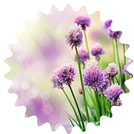 Lis ornemental géant/environ 30 graines/rustique/vivace