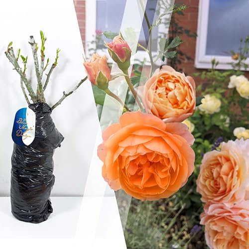 Rose arbuste orange à racines nues « Sunshine » – Rose rustique vibrante pour éclaircir les bordures, les allées et l'aménagement paysager du jardin