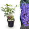 Arbusto delle farfalle - Buddleja davidii Empire Blue- Fiore blu - 1 Pianta - Decidua - Attira le farfalle - 25cm - Ø18cm - Pianta da giardino